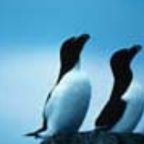 INTENSIVE LEBENSBERATER-AUSBILDUNG AM SCHWEDISCHEN SANDSTRAND  6.-13.5.2026