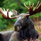 SCHWEDEN IM FRÜHLING ERLEBEN 2.-7.3.2026